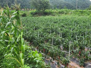 호산님의 고추 · 영농일지 작성글 사진