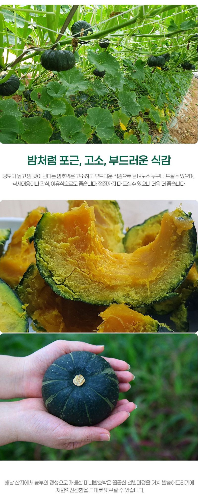 초록미소 금호농장님의 장터 판매 상품 [[품절 ] 해남 친환경 무농약 미니밤호박 보우짱 2kg 4kg를 판매합니다.] 첨부 사진