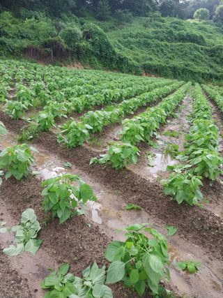 시골살이님의 자유주제 · 자유게시판 작성글 사진