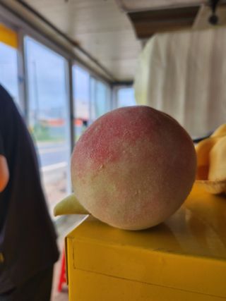 ok 체험학습농원님의 복숭아 · 영농일지 작성글 사진