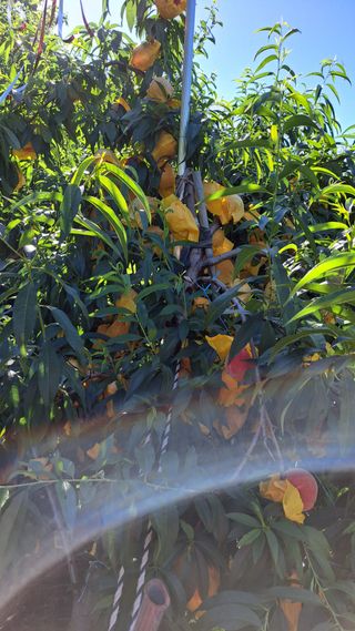 주윤발이님의 복숭아 · 영농일지 작성글 사진