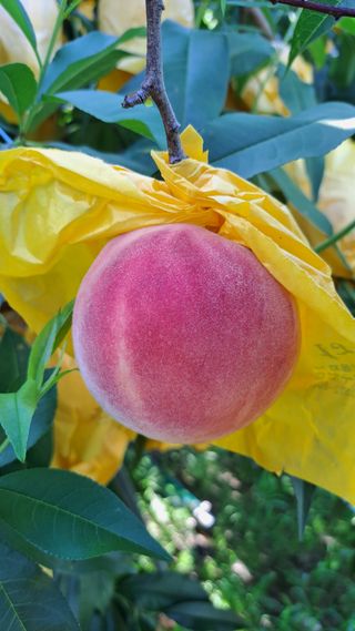 주윤발이님의 복숭아 · 영농일지 작성글 사진