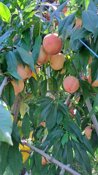 주윤발이님의 복숭아 · 영농일지 작성글 사진