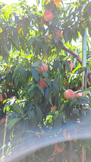 주윤발이님의 복숭아 · 영농일지 작성글 사진