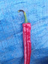 팜모닝 고추·병해충상담 게시글 이미지