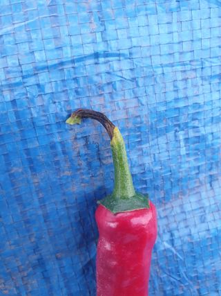 쪼짜님의 고추 · 병해충상담 작성글 사진