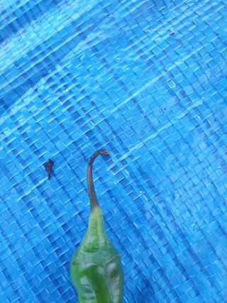 쪼짜님의 고추 · 병해충상담 작성글 사진