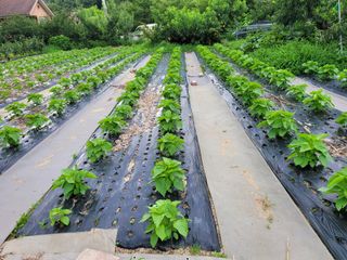 땅땅님의 들깨 · 자유게시판 작성글 사진