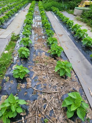 땅땅님의 들깨 · 자유게시판 작성글 사진