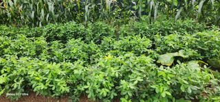 28 268 HQ님의 🌧️7월 내 작물 자랑하기 · 참여글 작성글 사진