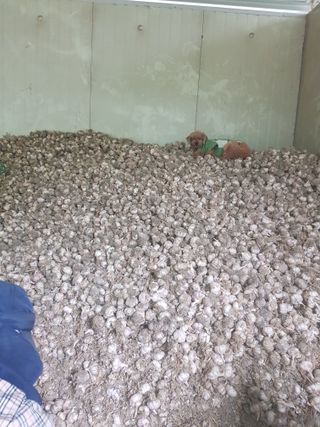 마늘 복숭아윤금자님의 🧄마늘 농협 수매가 알아보기 · 참여글 작성글 사진