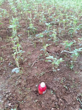 휴심정님의 콩 · 자유게시판 작성글 사진