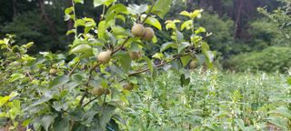 육신사님의 🌧️7월 내 작물 자랑하기 · 참여글 작성글 사진