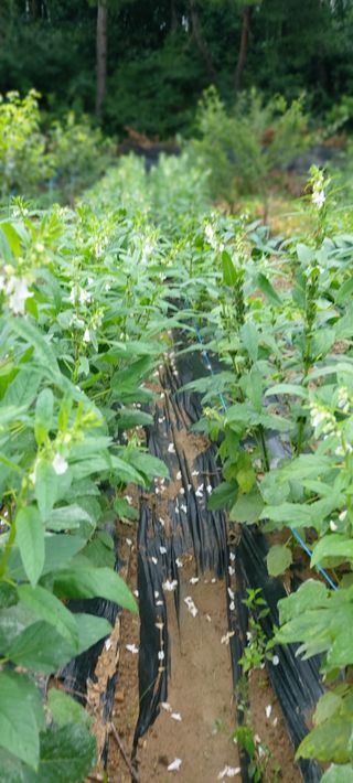 육신사님의 🌧️7월 내 작물 자랑하기 · 참여글 작성글 사진