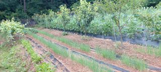 육신사님의 🌧️7월 내 작물 자랑하기 · 참여글 작성글 사진