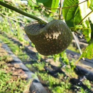 김영진(전남영광)님의 자유주제 · 자유게시판 작성글 사진