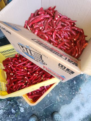 윤정숙님의 고추 · 영농일지 작성글 사진