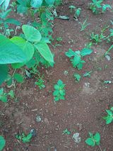 팜모닝 들깨·영농일지 게시글 이미지