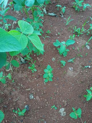 이종선님의 들깨 · 영농일지 작성글 사진