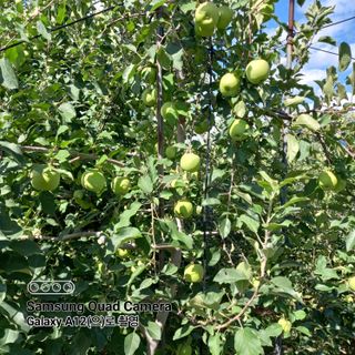 최동구님의 사과 · 비료•농약 작성글 사진