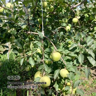 최동구님의 사과 · 비료•농약 작성글 사진