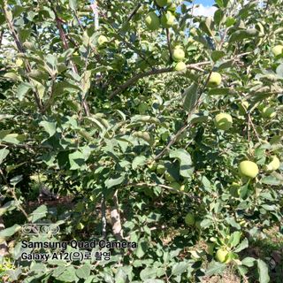 최동구님의 사과 · 비료•농약 작성글 사진