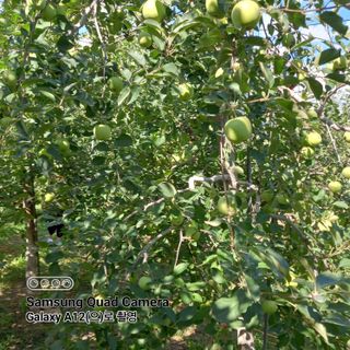 최동구님의 사과 · 비료•농약 작성글 사진