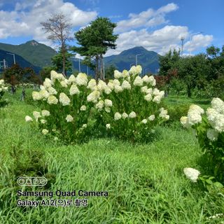 최동구님의 사과 · 비료•농약 작성글 사진