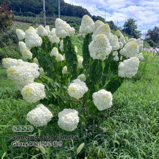 최동구님의 사과 · 비료•농약 작성글 사진