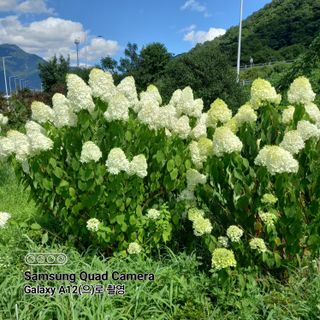 최동구님의 사과 · 비료•농약 작성글 사진