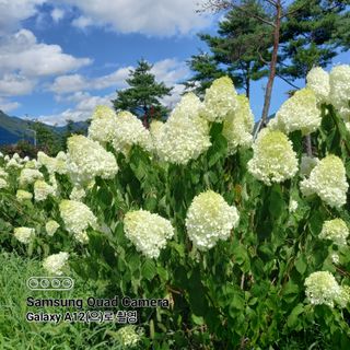최동구님의 사과 · 비료•농약 작성글 사진