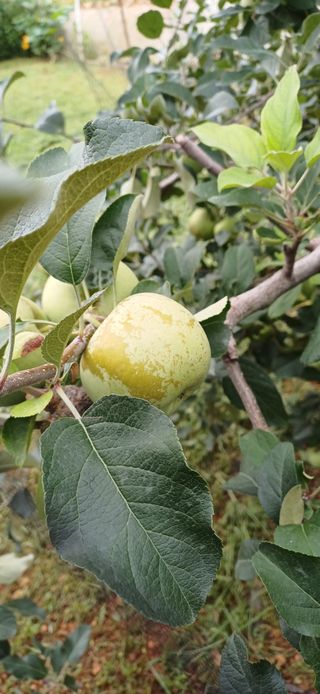 농부하니님의 사과 · 병해충상담 작성글 사진