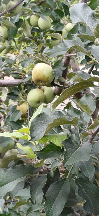 농부하니님의 사과 · 병해충상담 작성글 사진