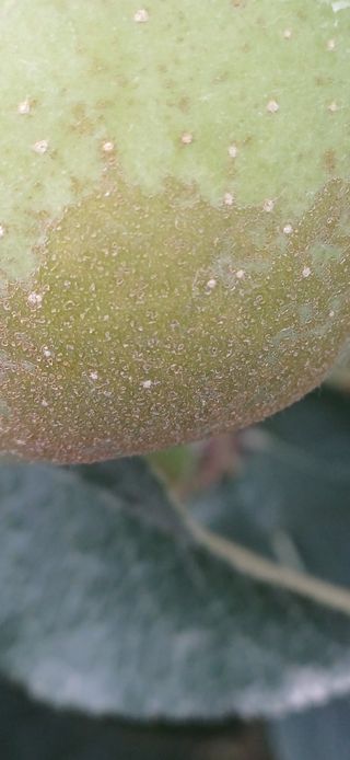 농부하니님의 사과 · 병해충상담 작성글 사진