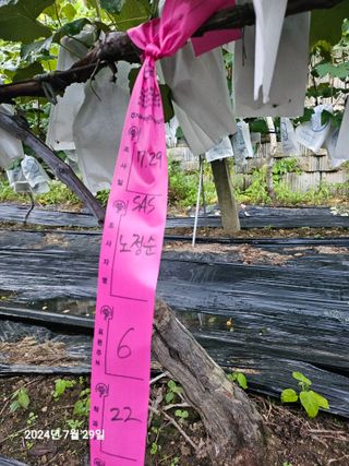 오세화님의 포도 · 영농일지 작성글 사진