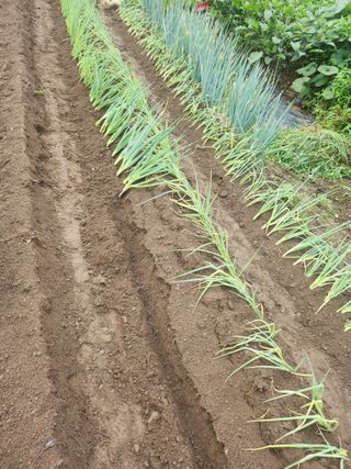 백화산지킴이산야초님의 파 · 영농일지 작성글 사진