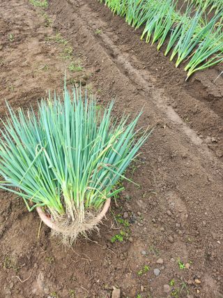 백화산지킴이산야초님의 파 · 영농일지 작성글 사진