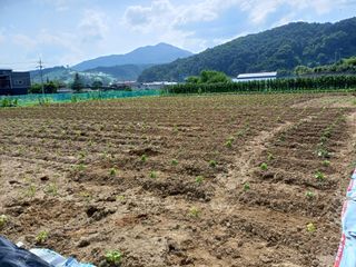 남궁봉님의 들깨 · 영농일지 작성글 사진