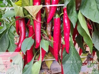 박정진님의 🌧️7월 내 작물 자랑하기 · 참여글 작성글 사진