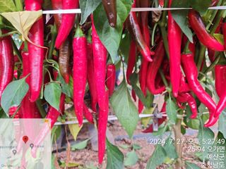 박정진님의 🌧️7월 내 작물 자랑하기 · 참여글 작성글 사진