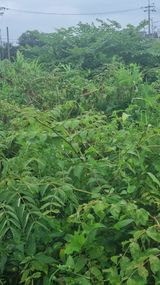 팜모닝 두릅·병해충상담 게시글 이미지