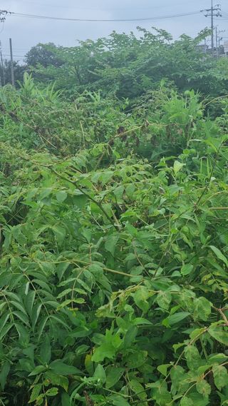 정운필님의 두릅 · 병해충상담 작성글 사진