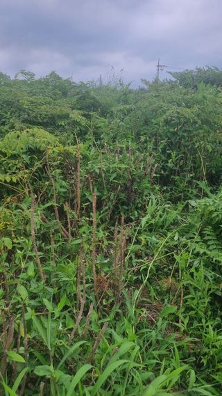 정운필님의 두릅 · 병해충상담 작성글 사진