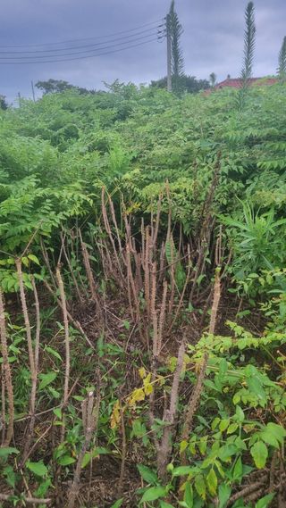 정운필님의 두릅 · 병해충상담 작성글 사진