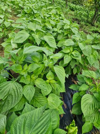 정석구님의 자유주제 · 자유게시판 작성글 사진