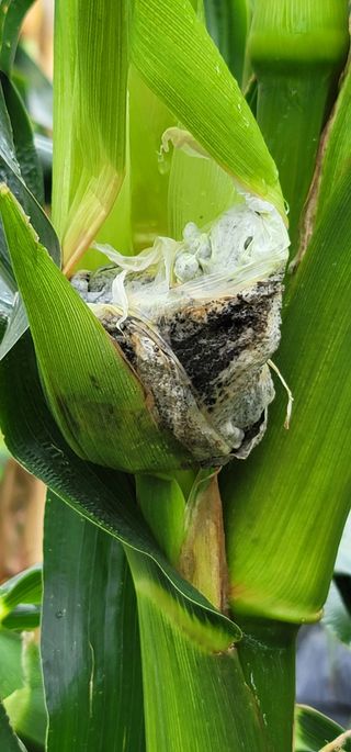 친환경님의 옥수수 · 병해충상담 작성글 사진