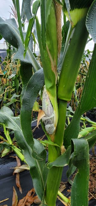 친환경님의 옥수수 · 병해충상담 작성글 사진