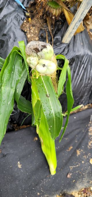 친환경님의 옥수수 · 병해충상담 작성글 사진