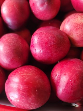 둥근마지기님의 복숭아 · 영농일지 작성글 사진