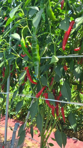 백창석님의 고추 · 영농일지 작성글 사진